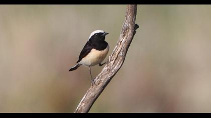 Kıbrıs kuyrukkakanı