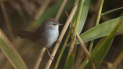 Kamışbülbülü