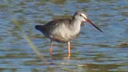 Spotted Redshank