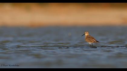 Karakarınlı kumkuşu