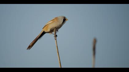 Bıyıklı baştankara