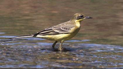 Sarı kuyruksallayan