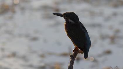 Common Kingfisher