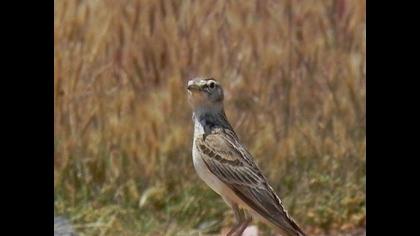 Greater Short-toed Lark