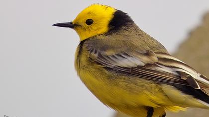 Sarıbaşlı kuyruksallayan