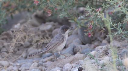 Pembegöğüslü ötleğen