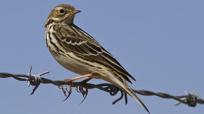 Kızılgerdanlı incirkuşu