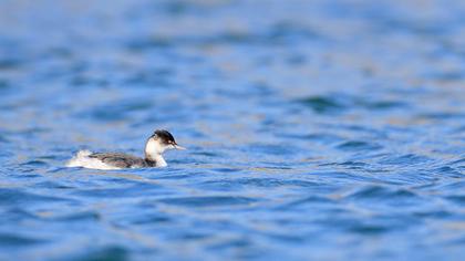 Karaboyunlu batağan