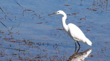 Küçük ak balıkçıl