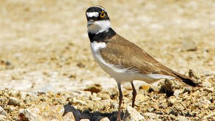 Halkalı küçük cılıbıt