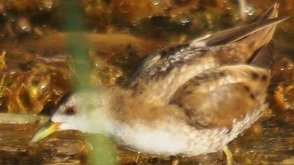 Little Crake