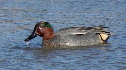 Eurasian Teal