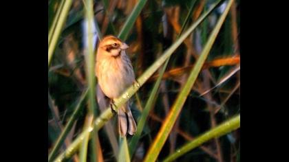 Bataklık Kirazkuşu