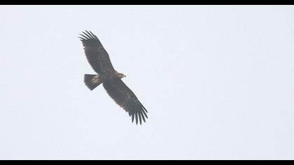 Küçük orman kartalı