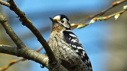 Küçük ağaçkakan