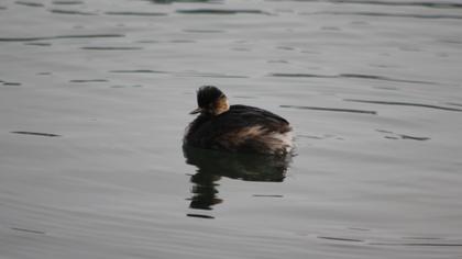 Karaboyunlu batağan