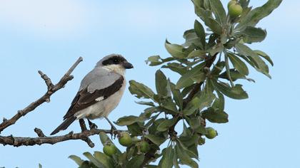 Karaalınlı örümcekkuşu
