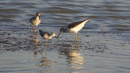 Bataklık düdükçünü