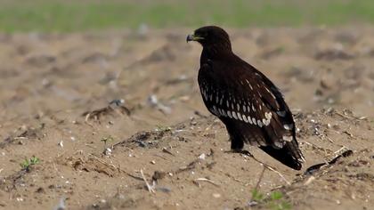 Büyük orman kartalı