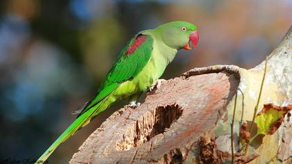Alexandrine Parakeet