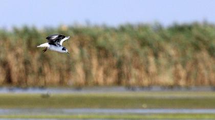 White-winged Tern