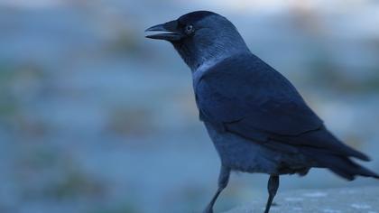 Western Jackdaw