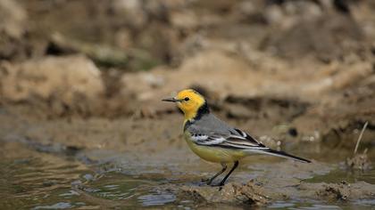 Sarıbaşlı kuyruksallayan