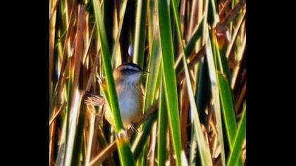 Bıyıklı kamışçın