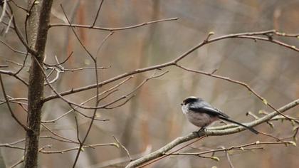Uzunkuyruklu baştankara