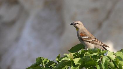 Sarıboğazlı serçe