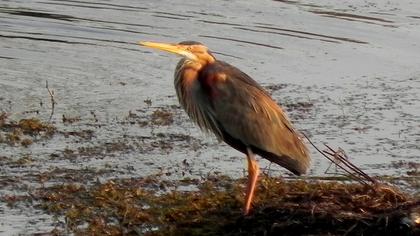 Erguvani balıkçıl