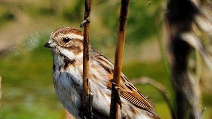 Bataklık Kirazkuşu
