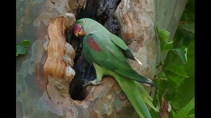 İskender papağanı