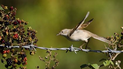 Akgerdanlı ötleğen