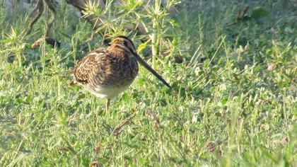 Common Snipe