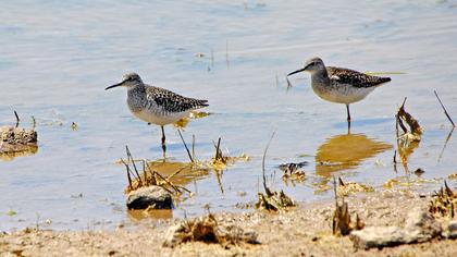 Orman düdükçünü