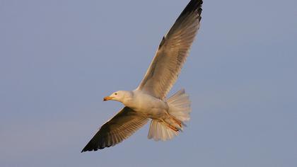 Van gölü martısı