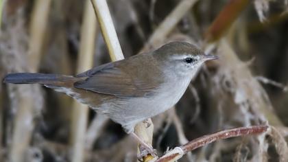 Kamışbülbülü