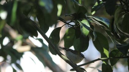 Sürmeli çalıkuşu