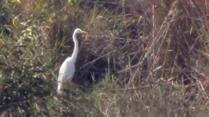 Büyük ak balıkçıl