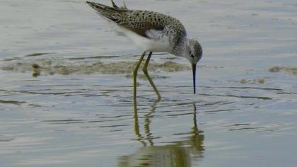 Bataklık düdükçünü