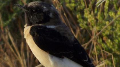 Karakulaklı kuyrukkakan