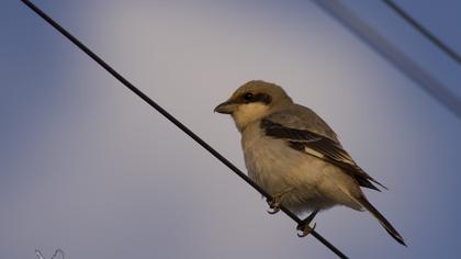 Karaalınlı örümcekkuşu