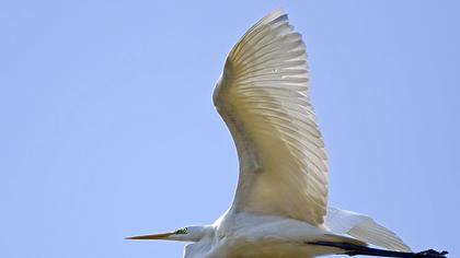 Büyük ak balıkçıl