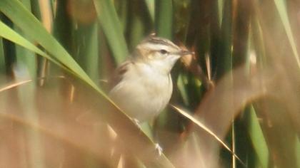 Kındıra kamışçını