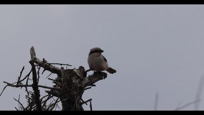 Büyük örümcekkuşu