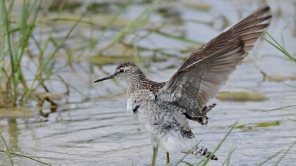 Orman düdükçünü