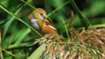 Bıyıklı baştankara