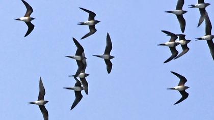 Karakanatlı bataklıkkırlangıcı