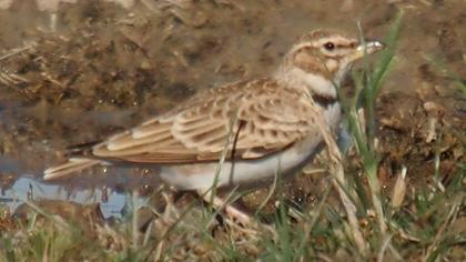 Küçük boğmaklı toygar
